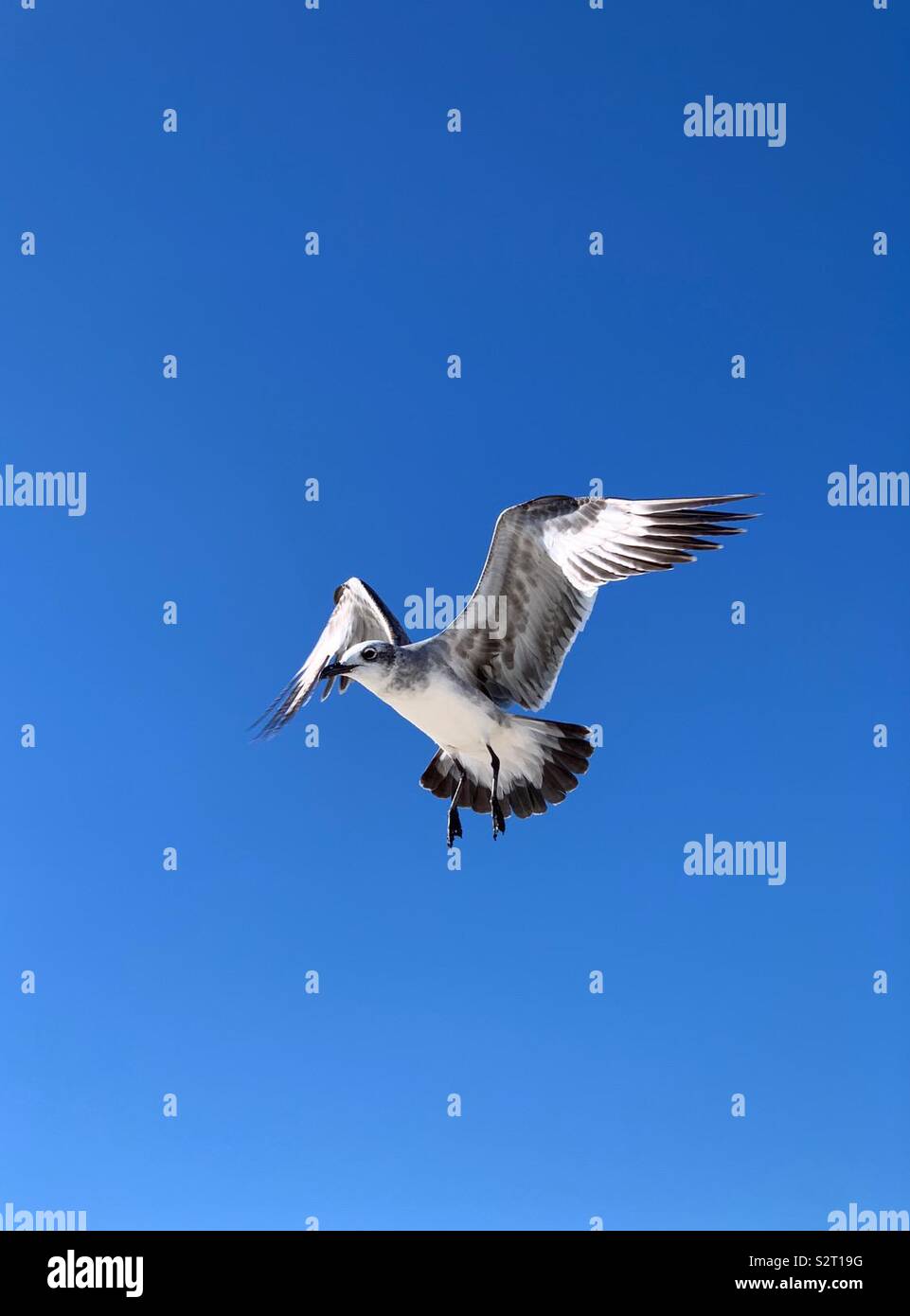 Unico gabbiano inflight con ali verso l'alto e l'azzurro del cielo - Immagine stock catturata con smartphone