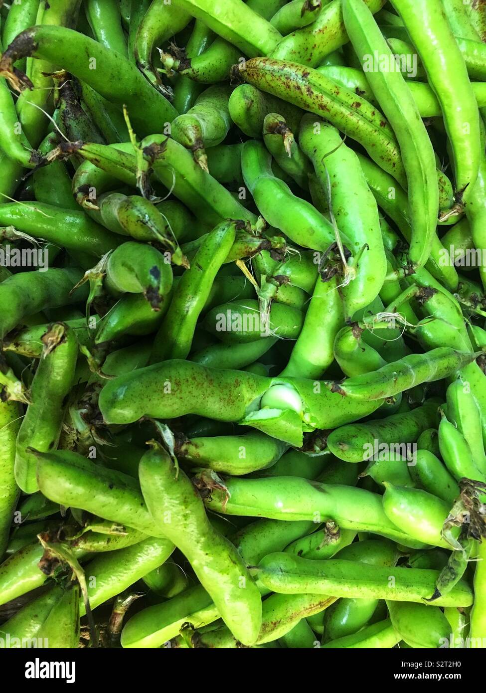 Full frame farm di fave fresche, faba fagioli, fave, Vicia fava. Foto Stock