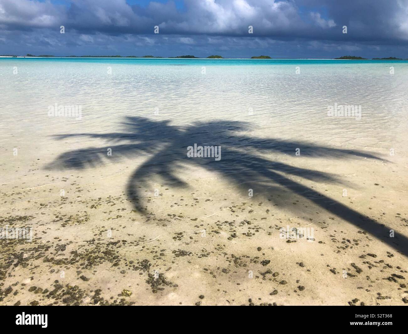 L'ombra di una palma da cocco di albero in acque poco profonde della laguna blu, Rangiroa Atoll, Tuamotus isole, (Arcipelago Tuamotu), Polinesia francese. Foto Stock