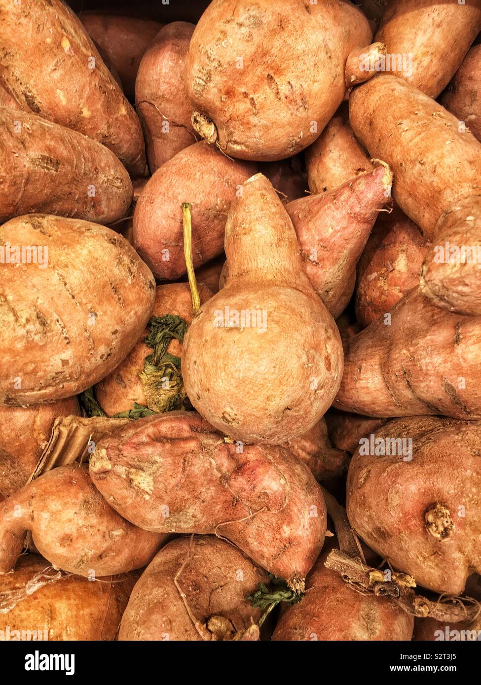 Telaio completo di molti mature materie patate dolci. Foto Stock