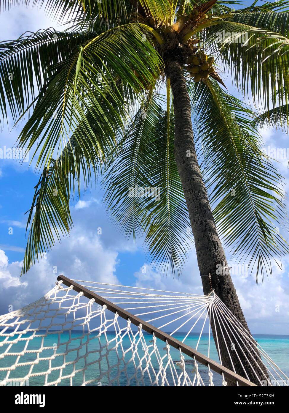 Coconut Palm tree e amaca, Rangiroa, arcipelago delle Tuamotu Tuamotus (Isole), Polinesia francese. Foto Stock