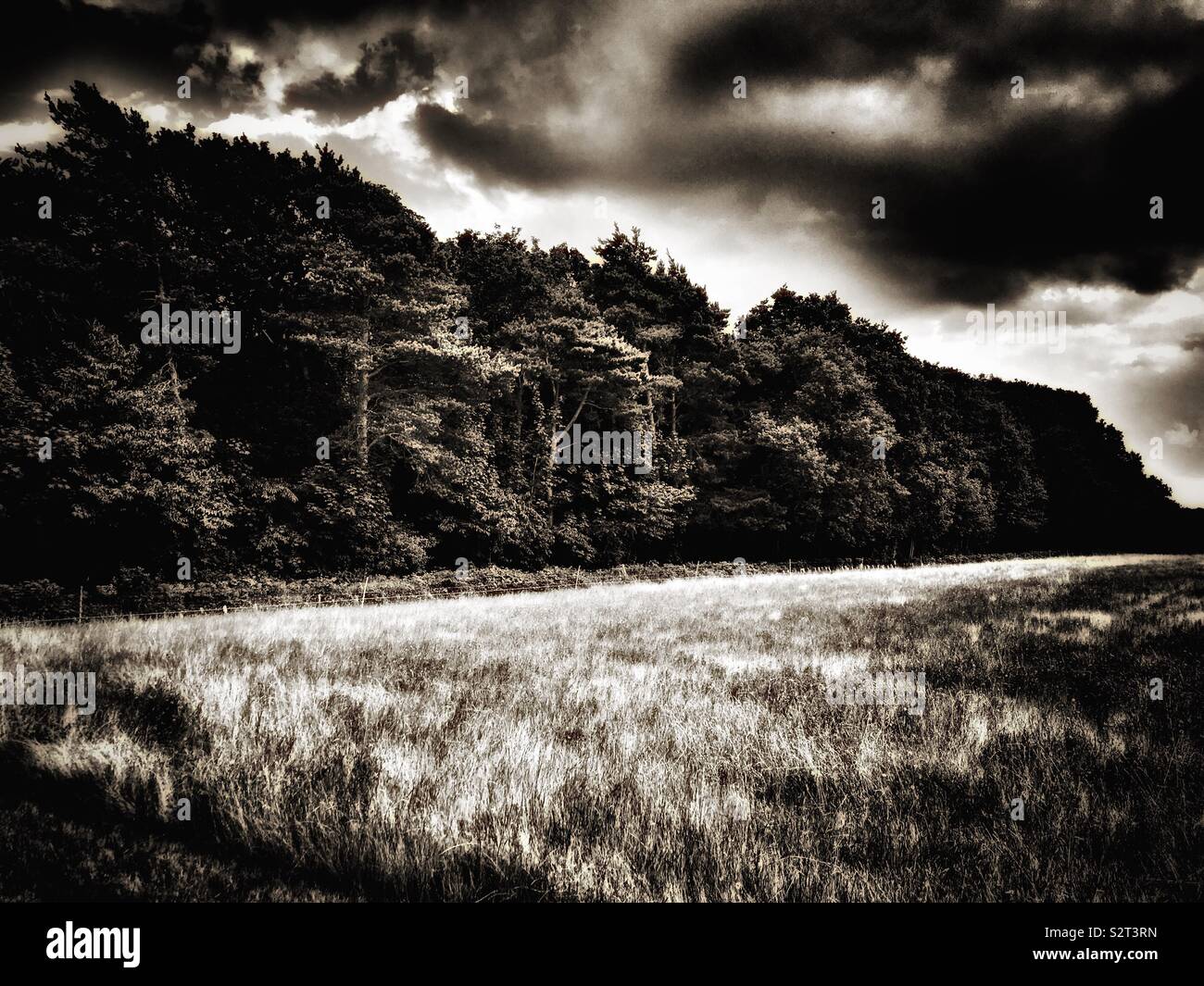 Terreni agricoli, Farnham, Suffolk, Inghilterra. Foto Stock