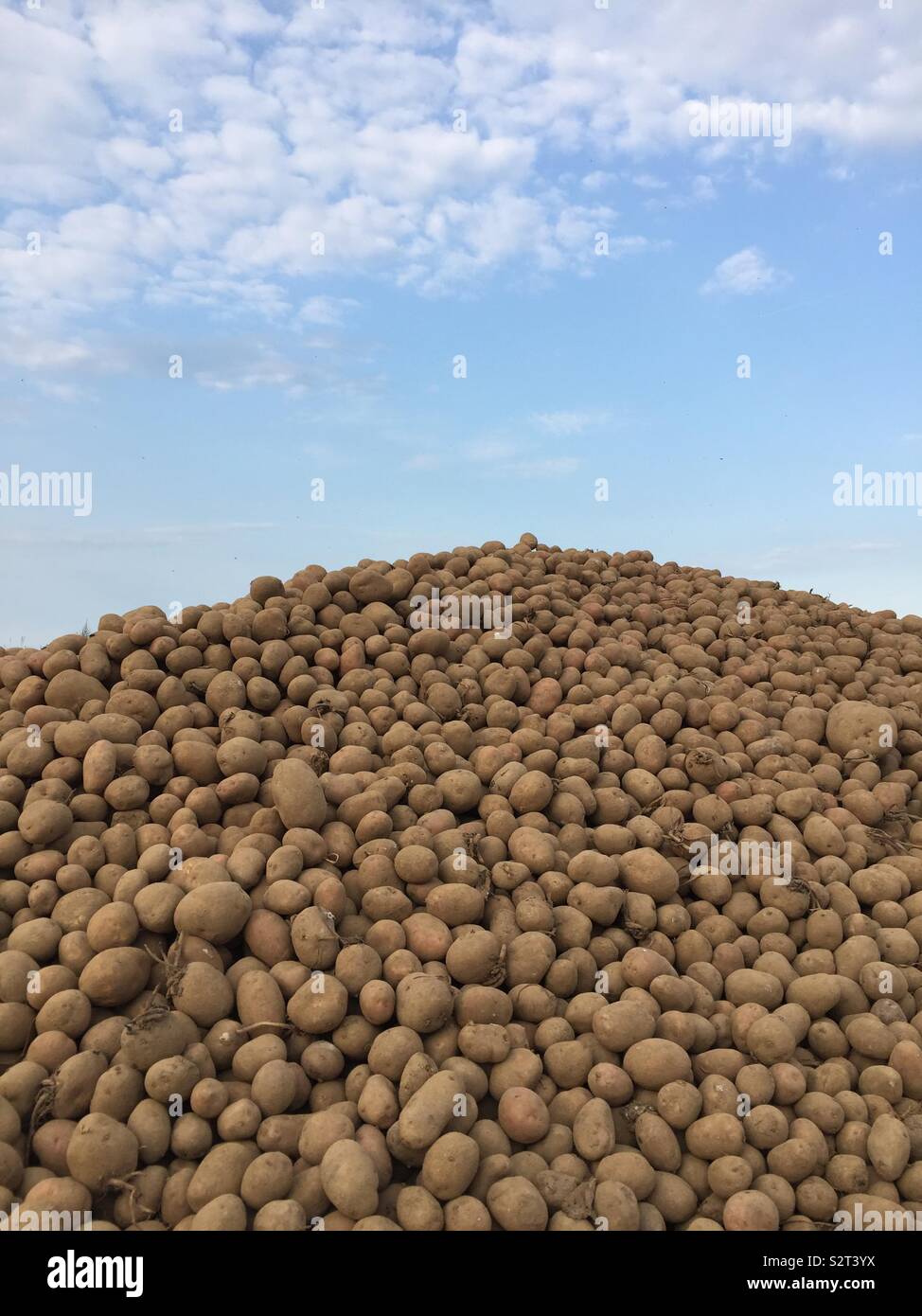 Pila di patate semi blue sky Foto Stock