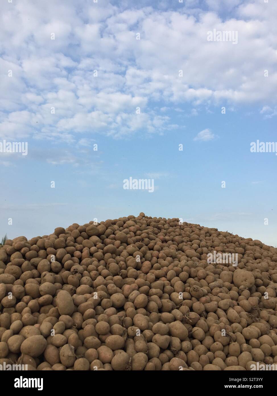 Pila di patate più blu cielo - Immagine stock catturata con smartphone