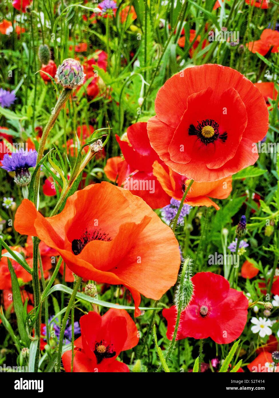 Colorato di rosso papavero fiori e altri fiori annuali. Foto Stock