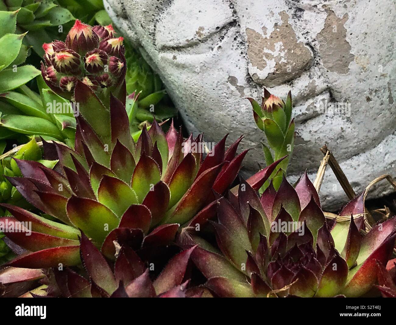 Sempervivum fioritura al fianco di una statua di Buddha. Foto Stock