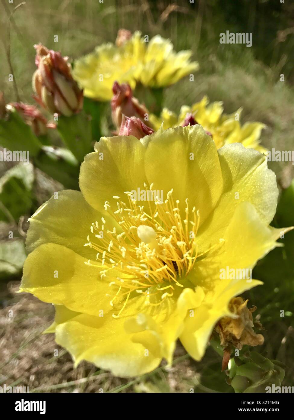 Ficodindia cactus fiore in fiore. Foto Stock