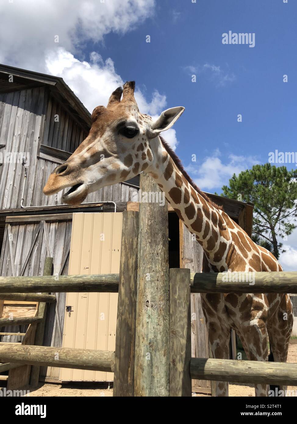 Primo piano della giraffa guardando sopra una recinzione Foto Stock