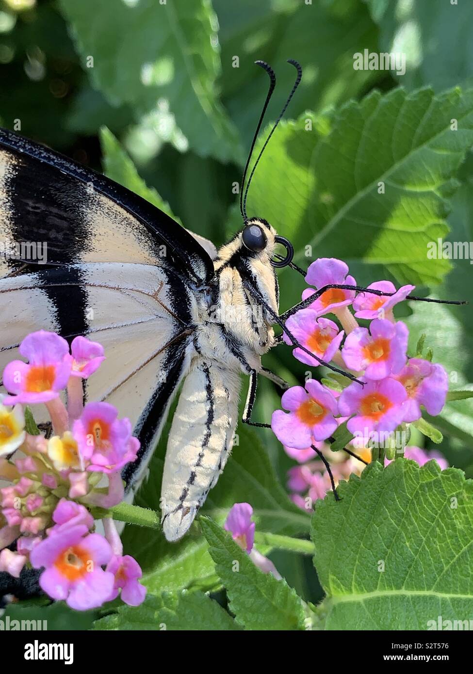 Macro di un grande Giallo farfalla a coda di rondine su lantana fiori - Immagine stock catturata con smartphone