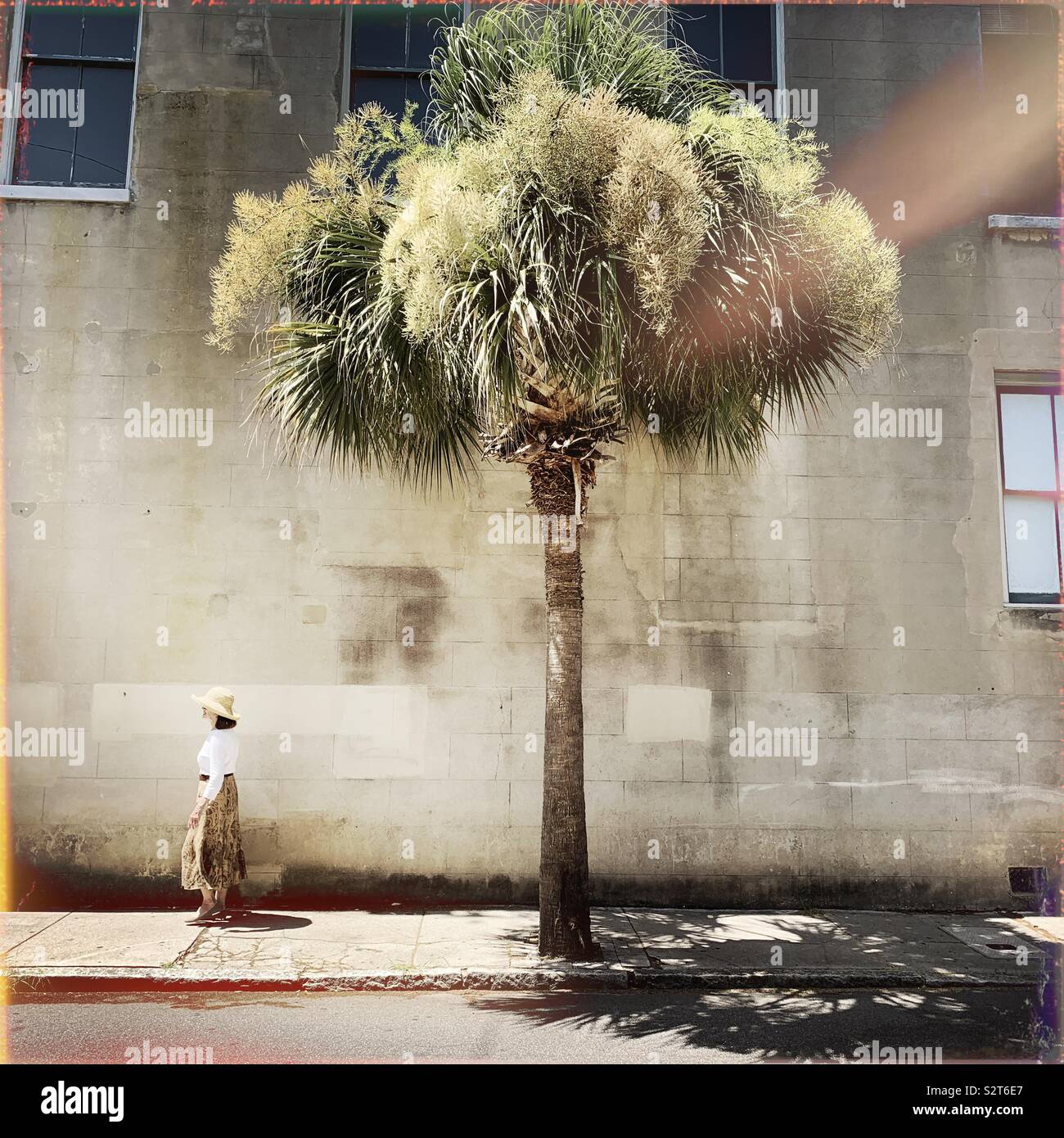 Una femmina di passeggiate a piedi lungo un marciapiede nel centro storico di Charleston, Sc. L'iconico palmetto tree è nella foto. Foto Stock