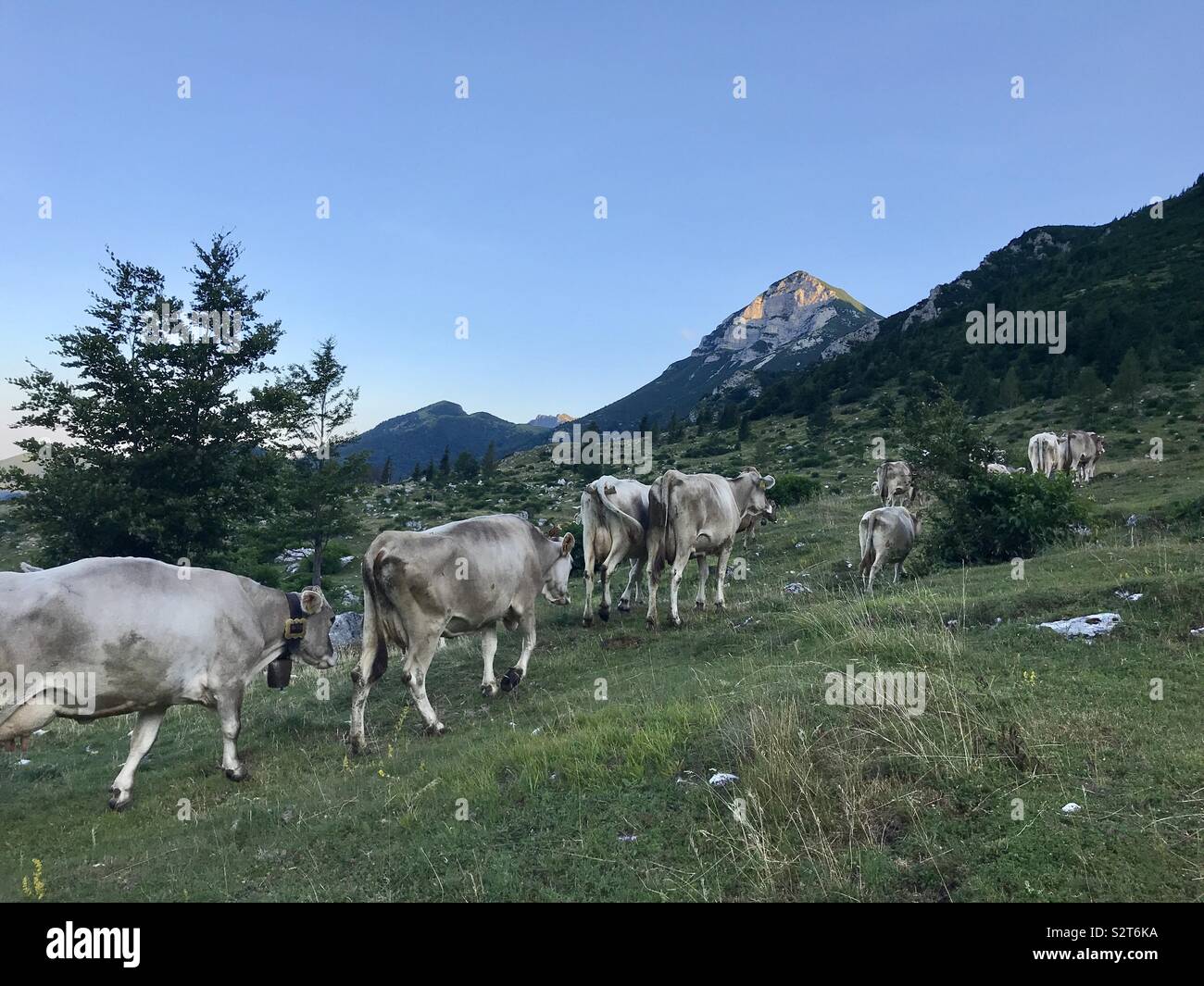 La mattina presto mucca andando su pascolo Foto Stock