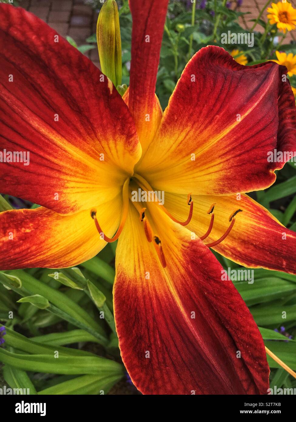Rosso di stordimento e orange Ruby Spider Daylily fiore in piena fioritura. Foto Stock