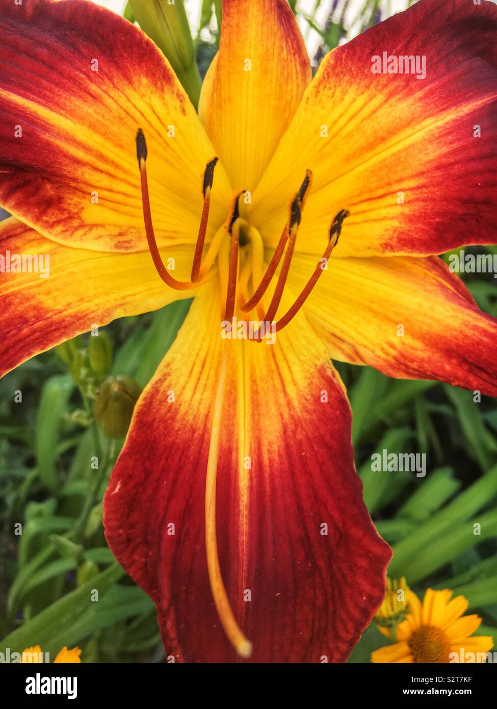 Rosso e arancio Ruby Spider Daylily fiore in piena fioritura. - Immagine stock catturata con smartphone