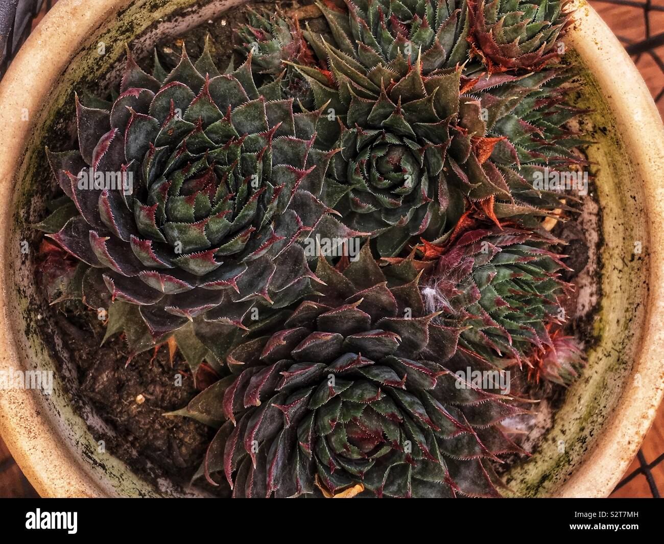 Bellissimo giardino di piante succulente che crescono in una pentola. Foto Stock