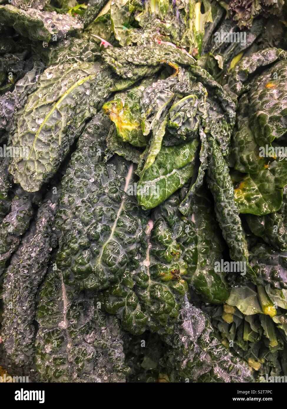 Mazzetto di fattoria fresco lacinato kale. Foto Stock