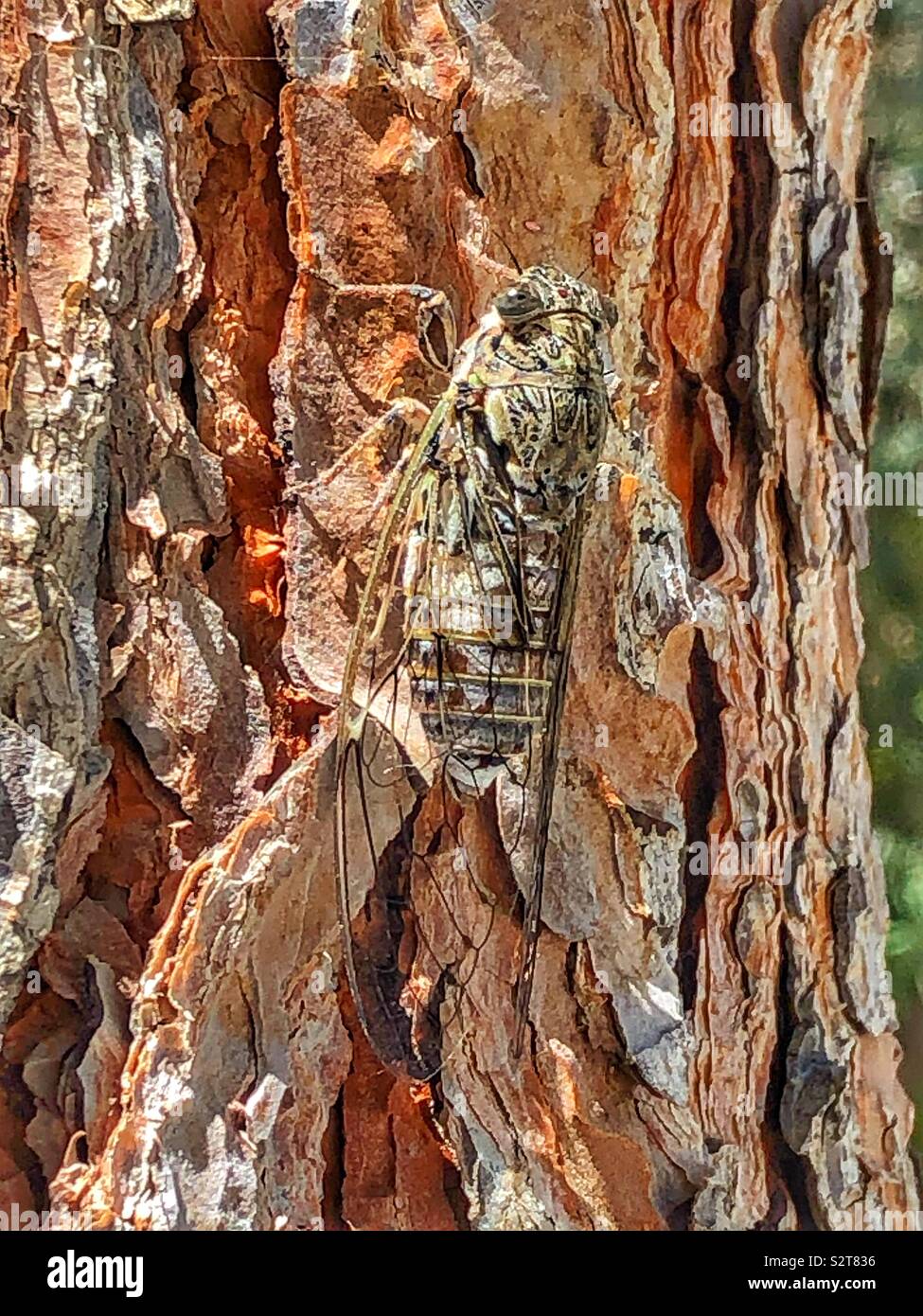 Cicala su un pino in Paphos Cipro - Immagine stock catturata con smartphone Cicala su un pino in Paphos Cipro - Immagine stock catturata con smartphone