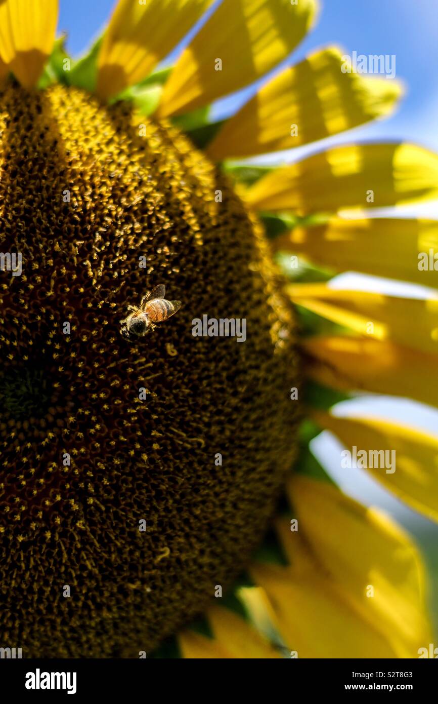 Salvare questi graziosi lil bombi Foto Stock