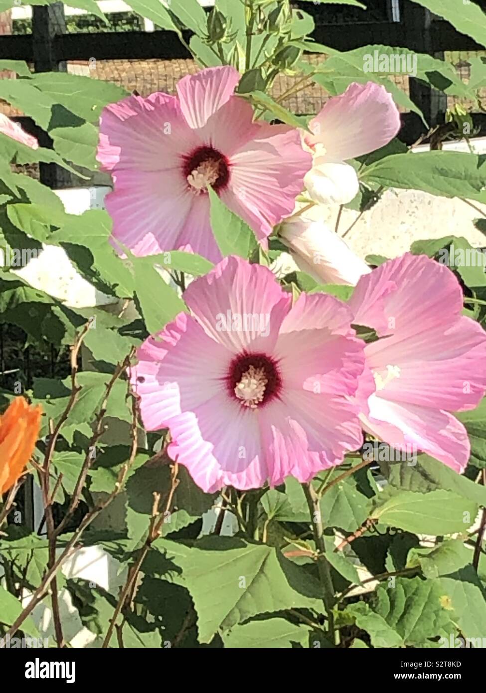 Hibiscuses guardando bella #fiori, #hibiscus Foto Stock