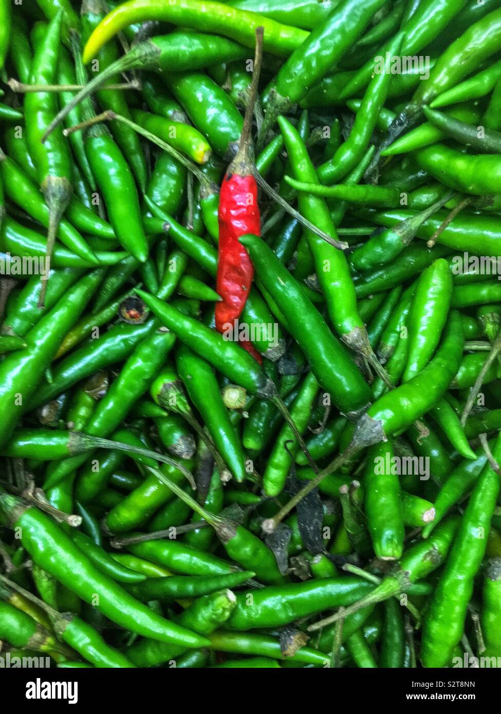 Uno rosso tailandese pepe caldo in un mare di peperoni verdi. Foto Stock