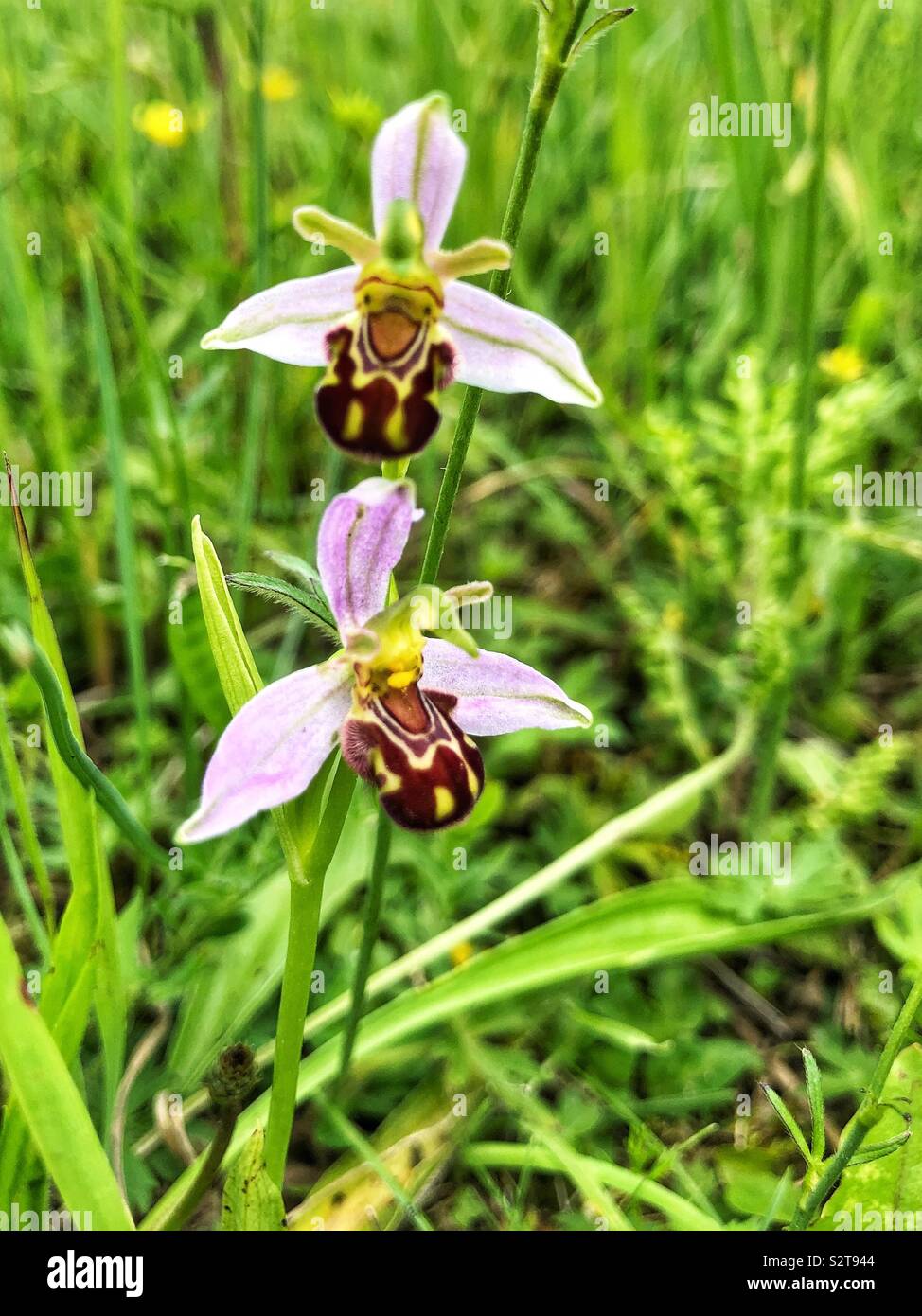 Ophrys apifera (bee orchid)millefiori Foto Stock