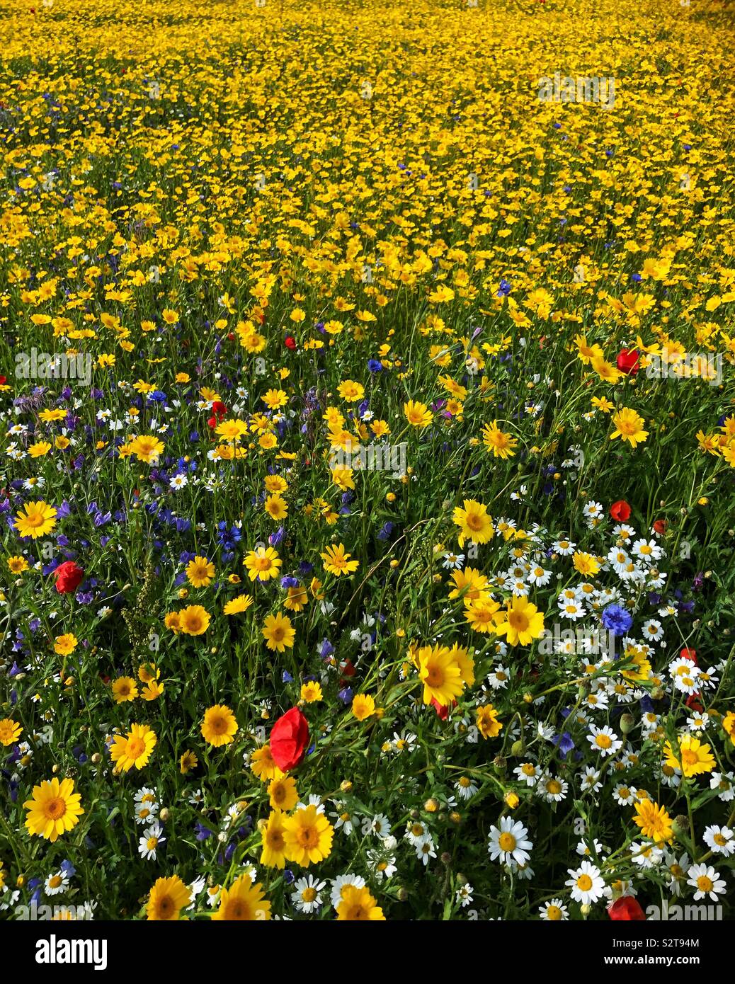 Un campo di giallo, rosso e blu fiori selvatici su un pomeriggio estati nello Yorkshire Foto Stock