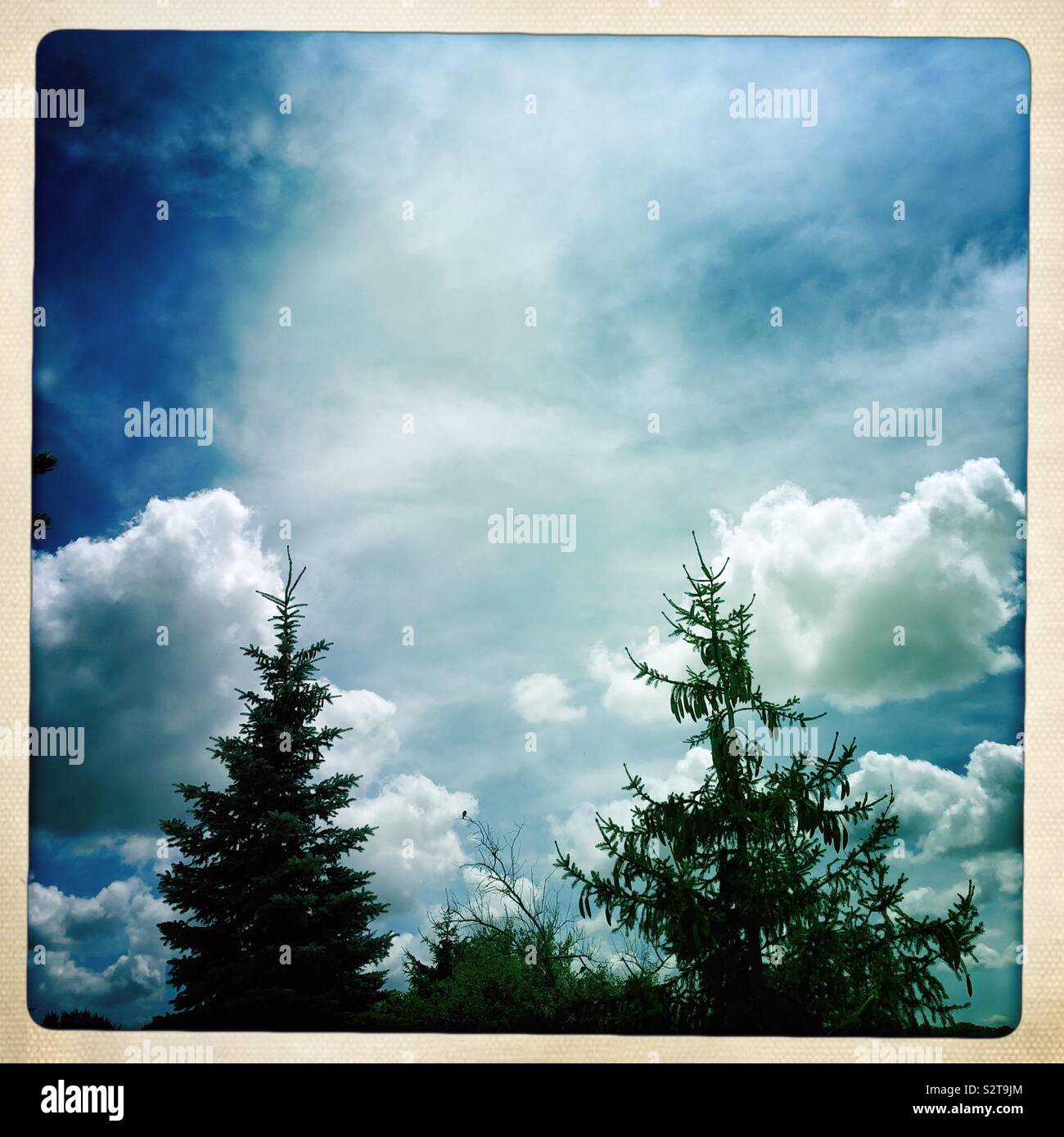 Alberi di pino e nuvole con il blu del cielo - Immagine stock catturata con smartphone