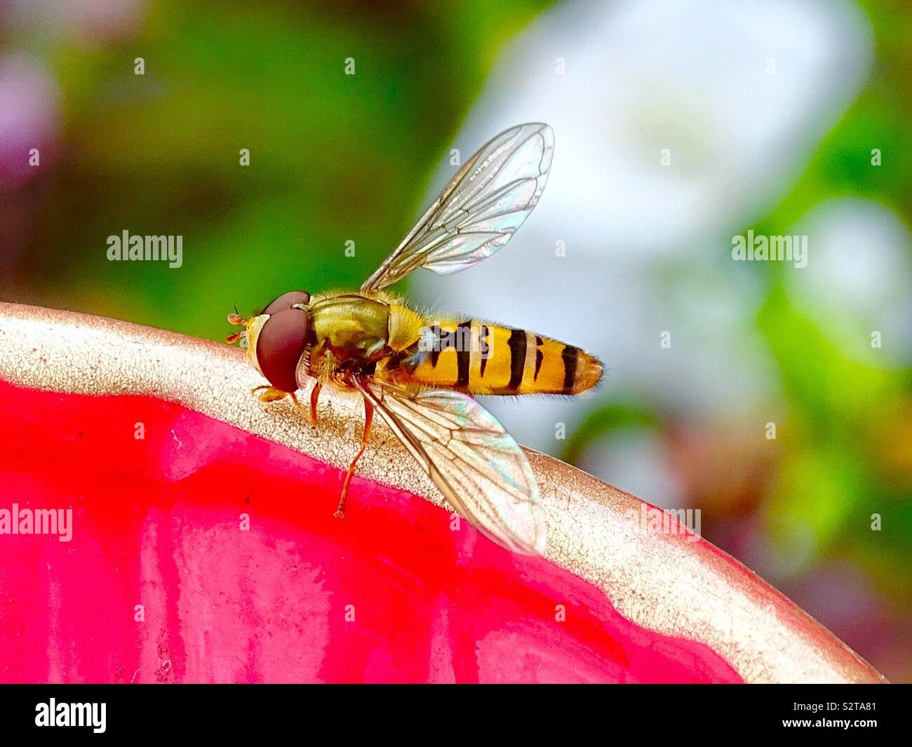 Hover volare sul vaso di ceramica in giardino Foto Stock