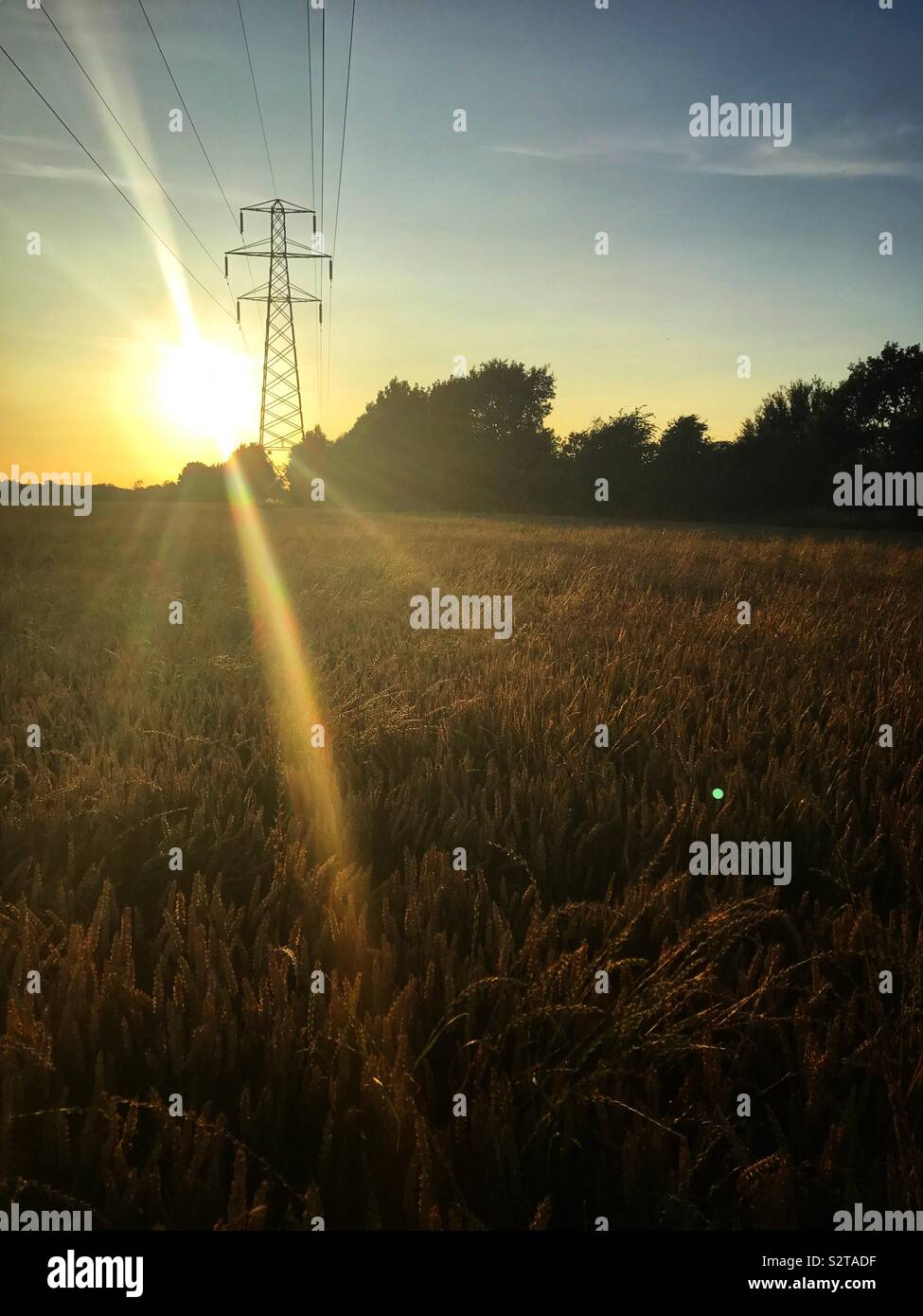 Traliccio in un campo di grano con tramonto lens flare Foto Stock