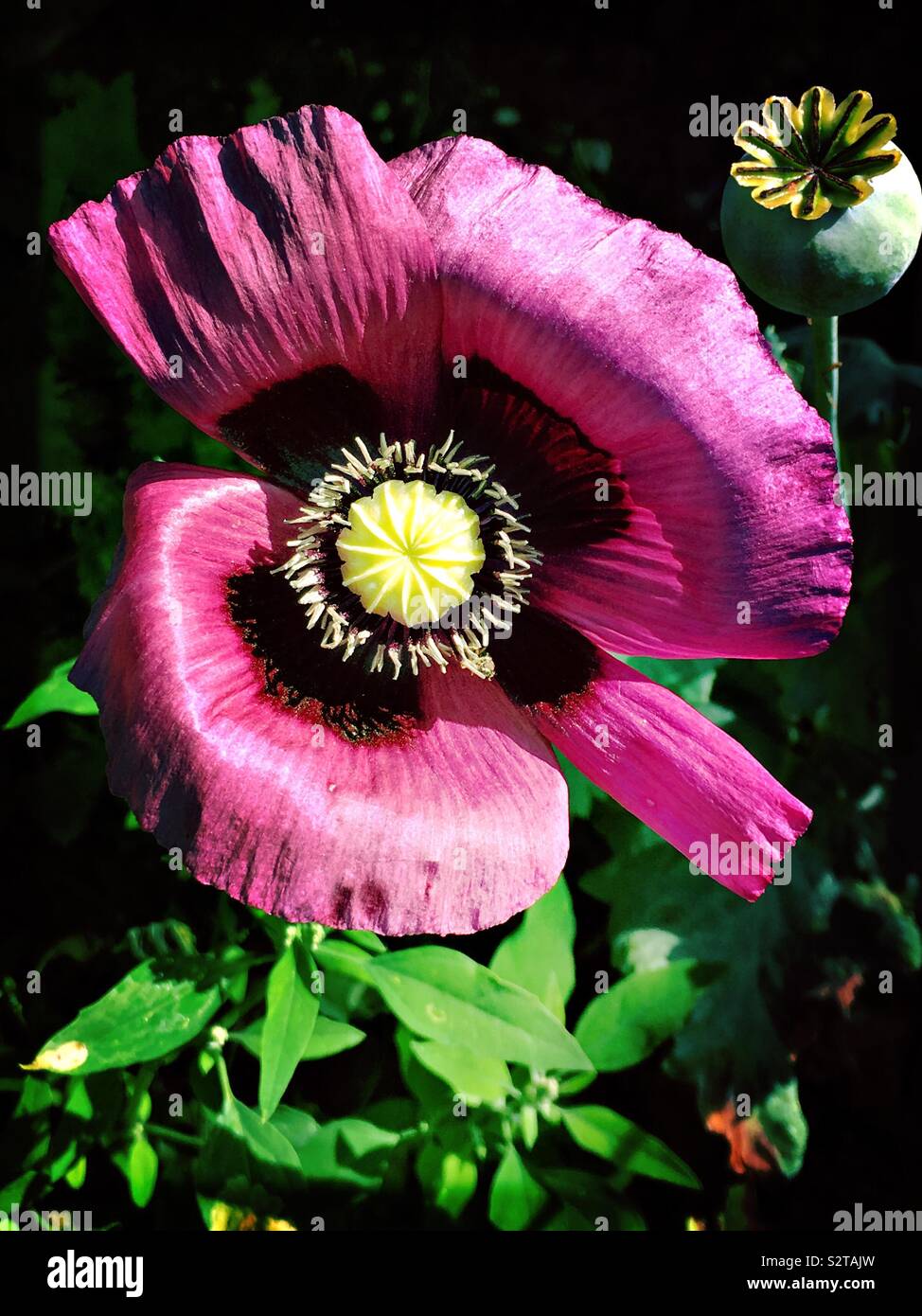 Rosa fiore di papavero Foto Stock