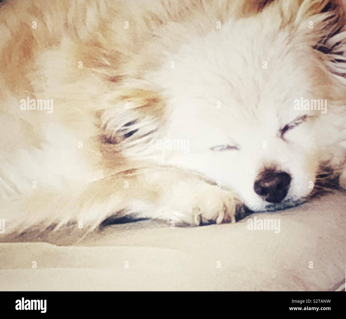 Bellissimo cane a pelo, dorata, che dorme sul divano Foto Stock