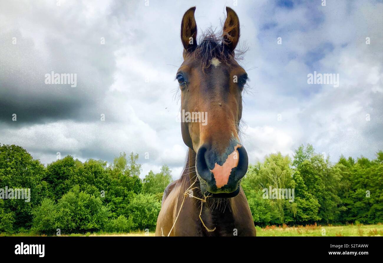 Alti cavallo marrone con erba appeso alla sua bocca wa5ching dritto verso la fotocamera - Immagine stock catturata con smartphone