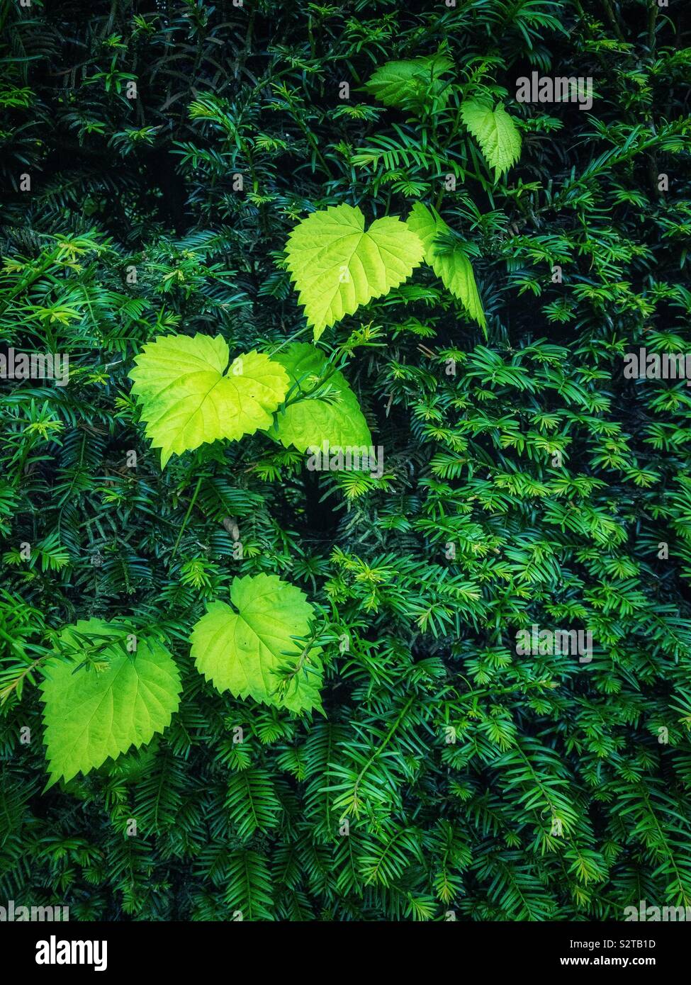 A forma di cuore le foglie di piante che crescono fino a yew hedge. Foto Stock
