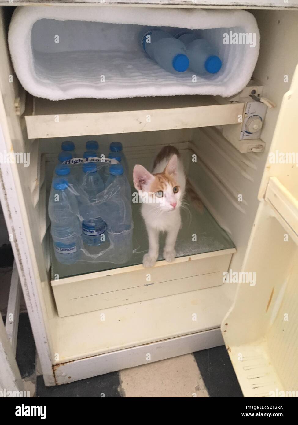 Cat in Refrierator - Immagine stock catturata con smartphone