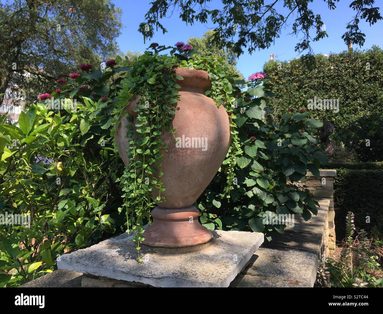 Giardino decorativo urna con edera Foto Stock
