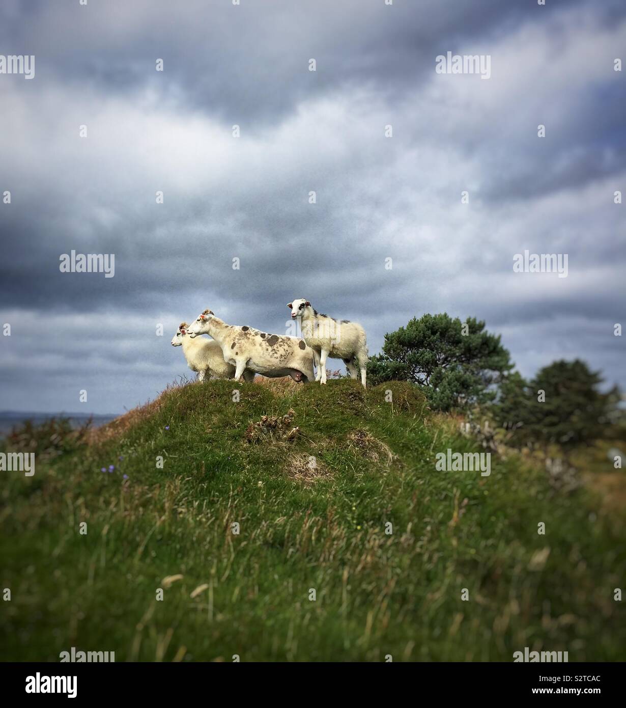 Tre pecore su una collina Foto Stock