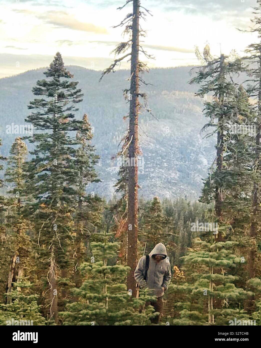 Uomo a camminare attraverso la foresta, caccia durante il tramonto con la sua testa in basso di indossare una felpa con cappuccio e una pistola sulla sua spalla Foto Stock