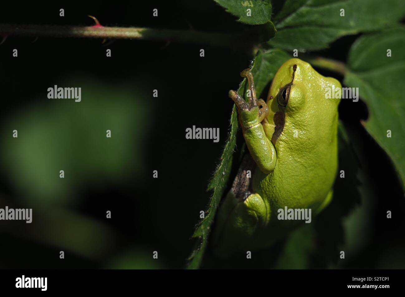 Raganella su una nuova foglia verde - Immagine stock catturata con smartphone