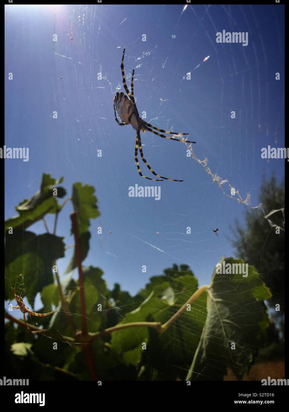 Argiope lobata spider nel vigneto, in Catalogna, Spagna. - Immagine stock catturata con smartphone