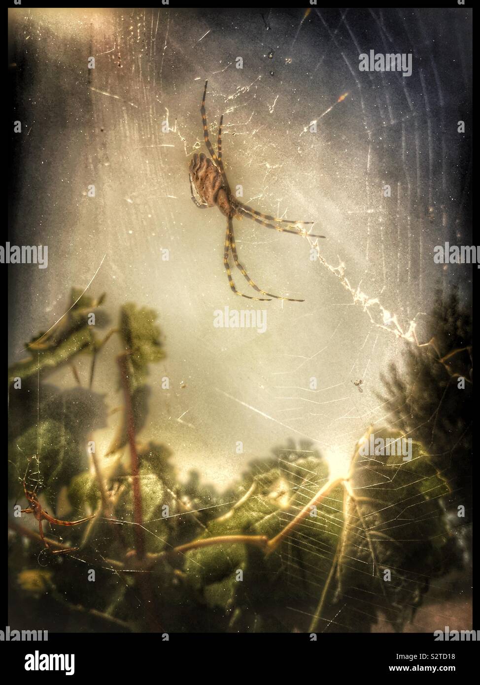 Argiope lobata spider nel vigneto, in Catalogna, Spagna. - Immagine stock catturata con smartphone