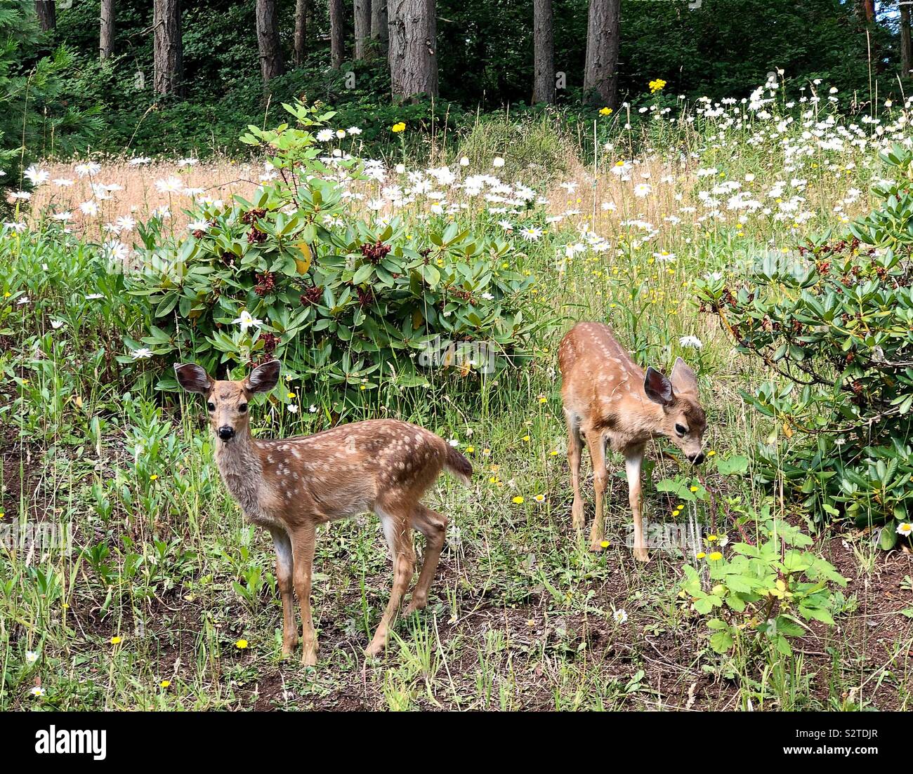 Due giovani cerbiatti in piedi in un campo di Eugene, Oregon, Stati Uniti d'America. Foto Stock