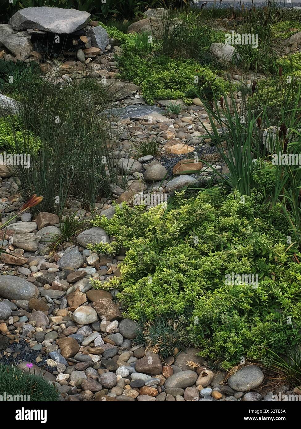 Il giardinaggio urbano con pietre, sassi, e bassa manutenzione impianti che richiedono un po' d'acqua. Foto Stock