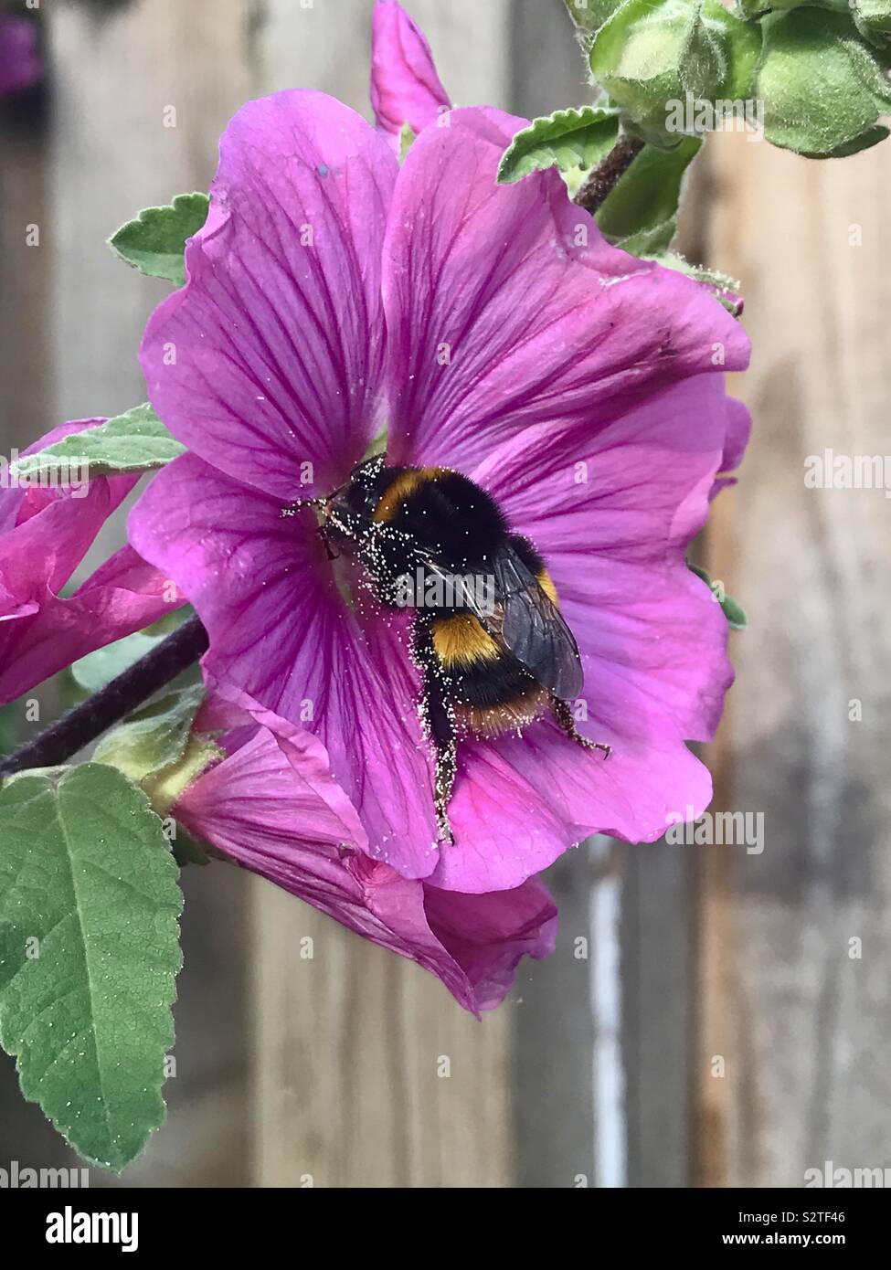 Un'ape raccoglie il polline di un fiore. Foto Stock