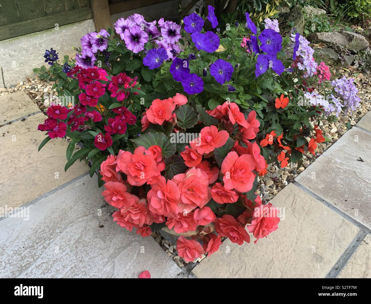 Un gruppo di variopinte estate piante di biancheria da letto compresi rosa salmone begonie, viola nelle petunie, magenta Dianthus, rosa pallido verbena e molti altri Foto Stock