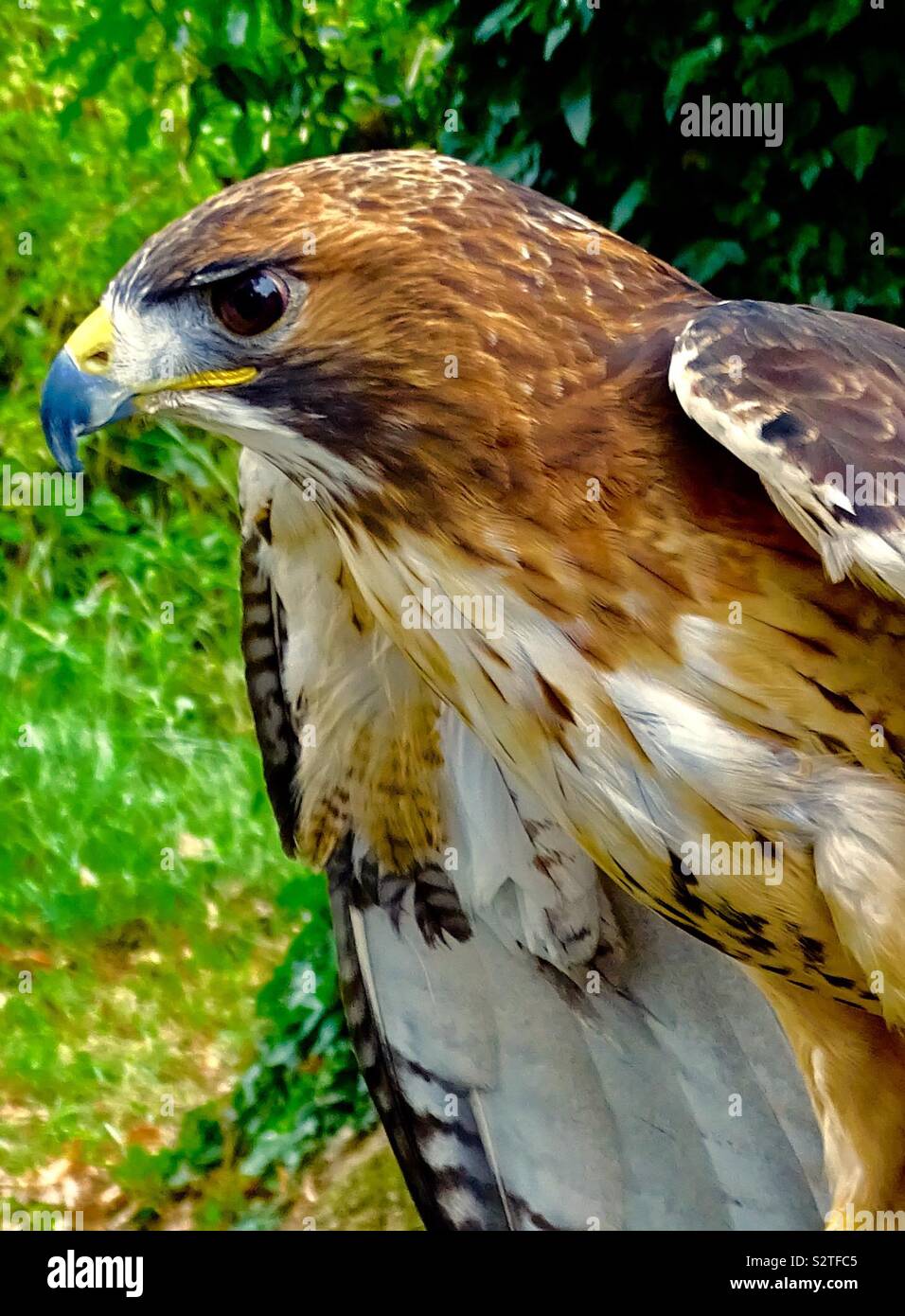 Bella rossa tailed hawk Foto Stock