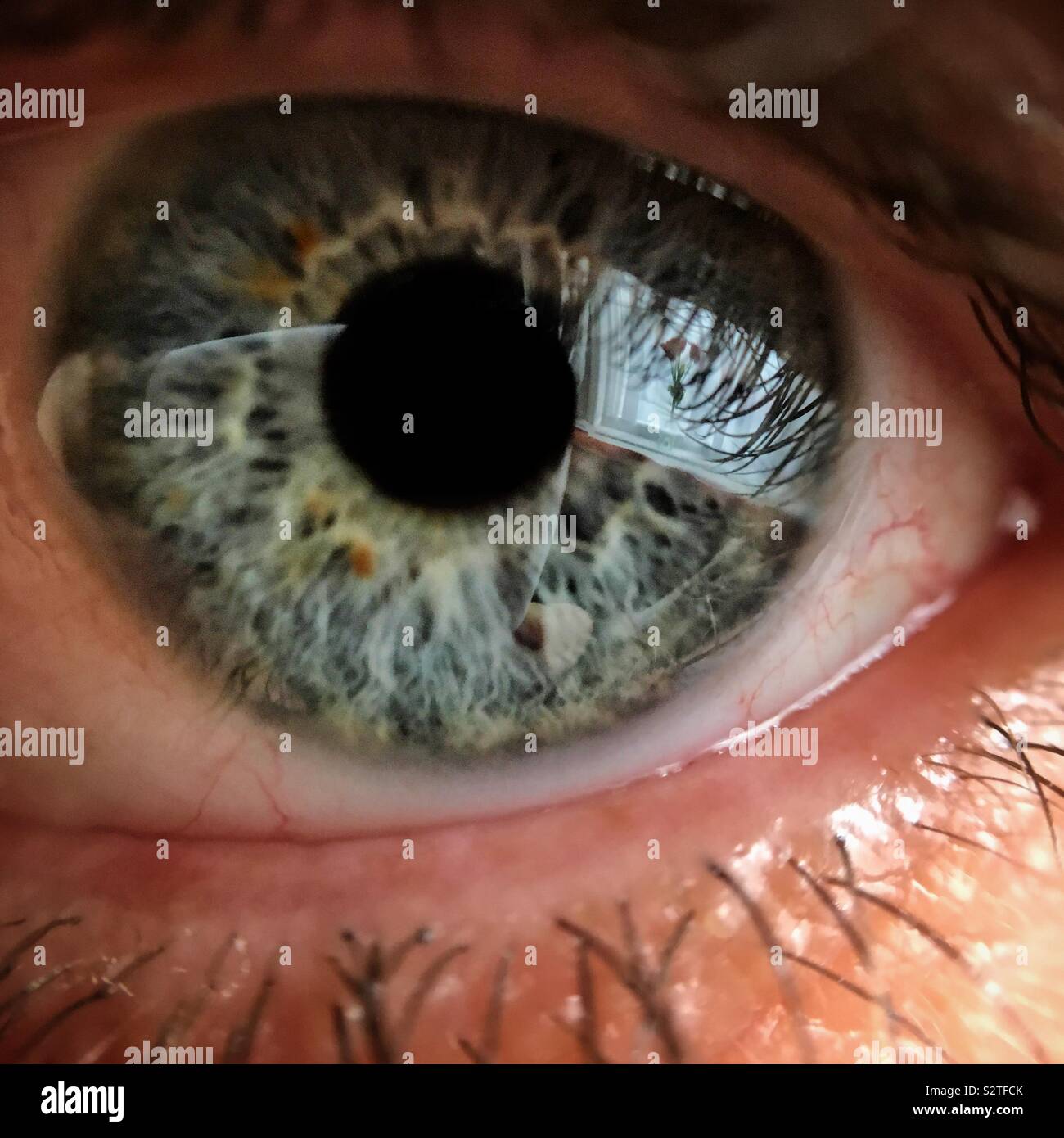 Macro shot di blu occhio umano Foto Stock