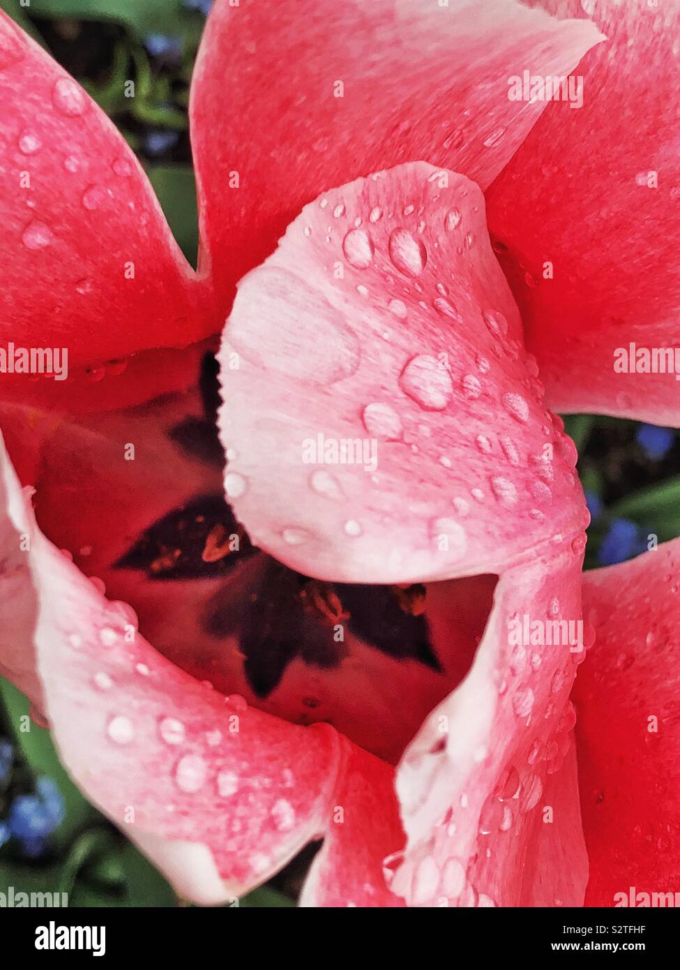 Le goccioline di acqua su un tulipano rosa petalo in Monet a Giverny Foto Stock