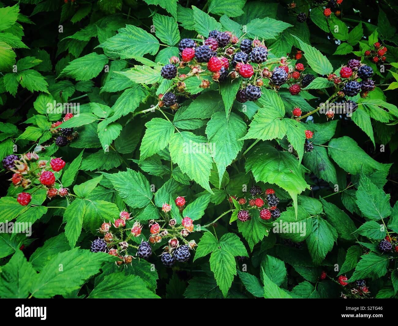 Wild blackberry bush con la maturazione rosso e mature more Foto Stock
