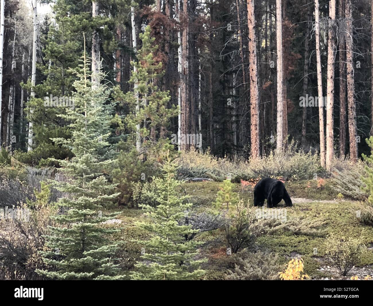 Black Bear nei boschi. La natura al suo meglio. Jasper Canada. Foto Stock