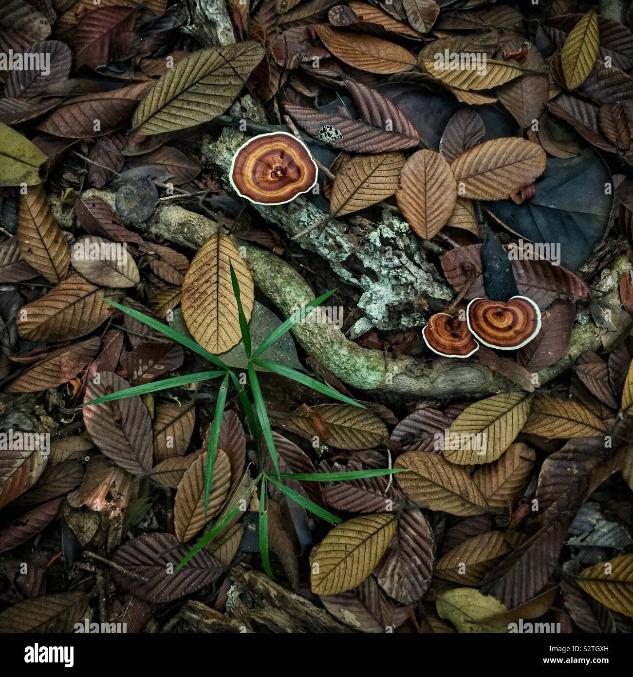 In una giungla sentiero a piedi in Sanbutong National Park, Kuching, Sarawak, Malaysia - Immagine stock catturata con smartphone