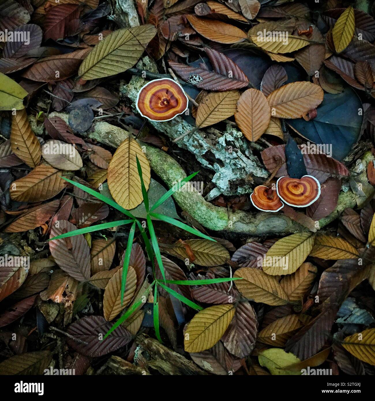 In una giungla sentiero a piedi in Sanbutong National Park, Kuching, Sarawak, Malaysia - Immagine stock catturata con smartphone
